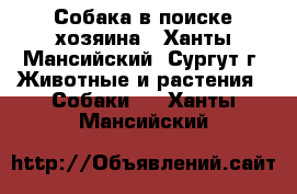 Собака в поиске хозяина - Ханты-Мансийский, Сургут г. Животные и растения » Собаки   . Ханты-Мансийский